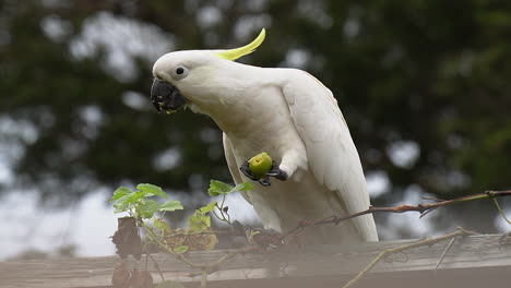 white cockatoo bird sits on wooden fence eating small green lime