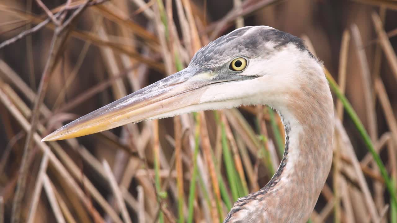 gran garza azul retrato de pájaro ojo en movimiento de cerca