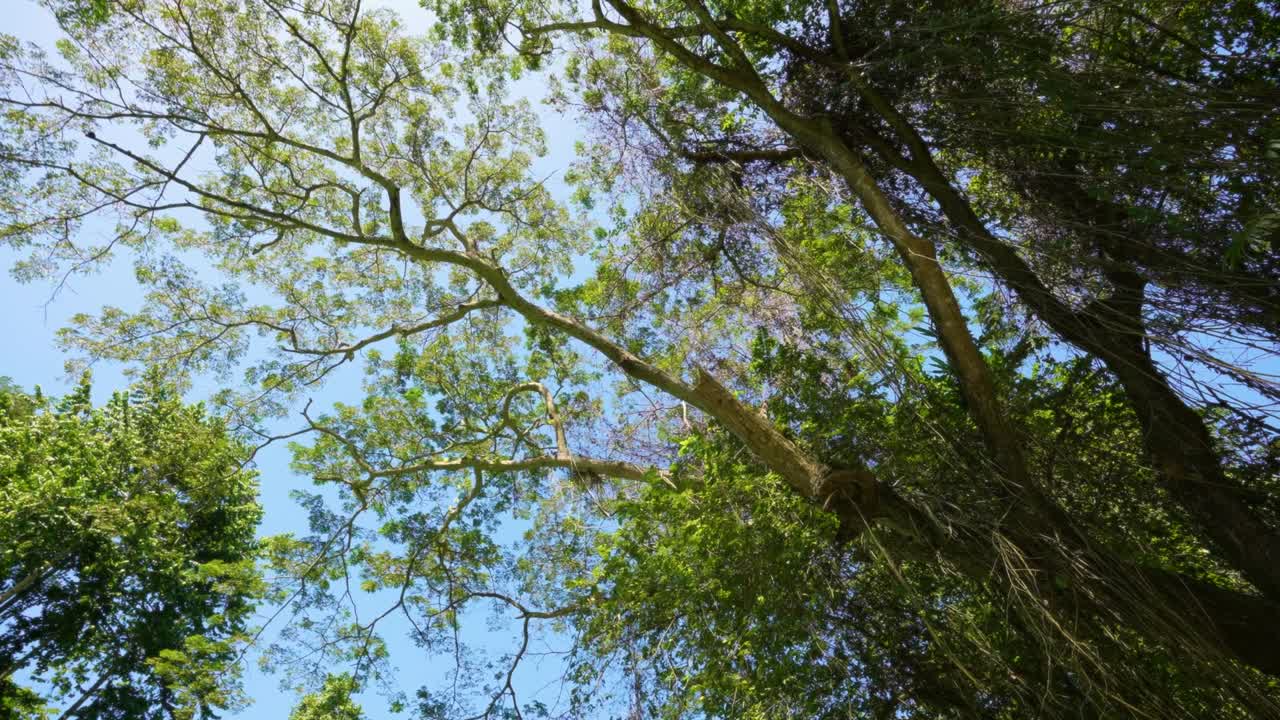 마르타 브레이 강 위의 나무와 하늘 - 마르타브레이 강에서 래프팅 - 몬테고 베이, 자메이카 - 나무 래프트