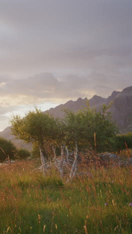 A vertical shot of birch trees in a grassy field, illuminated by golden evening light. Mountain-range towering in the background.
