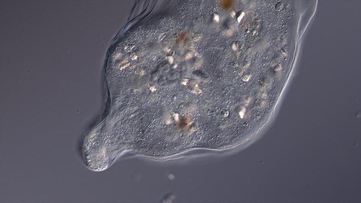 Microscopic view of a single-celled organism, possibly an amoeba or protist
