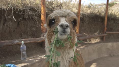 alpaca looking and eating funny in slow motion.