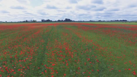 flowering poppies in poppy field-1