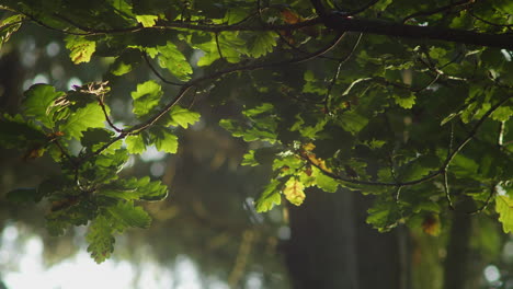 Oak-leaves-gently-glow-in-green-wood-canopy,-golden-hour,-light-diffusion