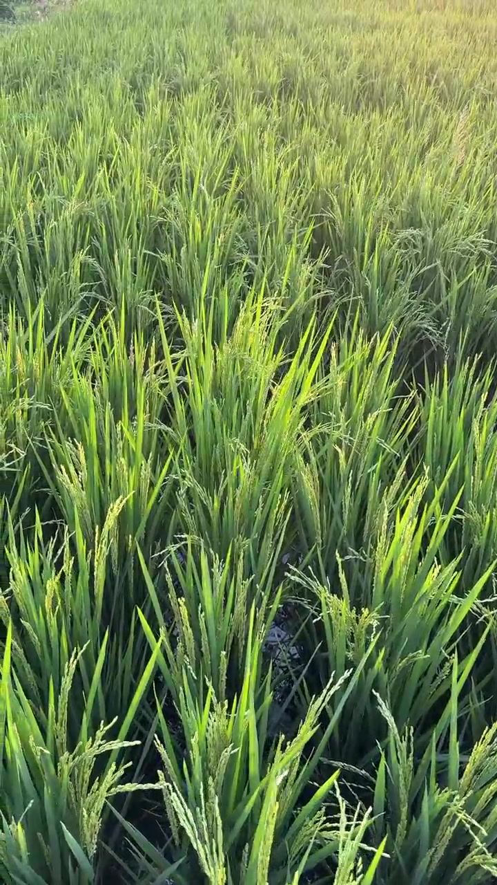 Un campo di riso verde e rigoglioso alla luce del sole