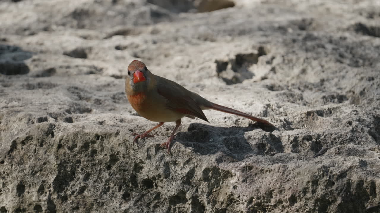 Female Northern Cardinal perched on a rock before diving away - cardinalis cardinalis