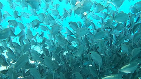 nice shot passing in the middle of a school of fish illuminated by the reflection of the sun on the water