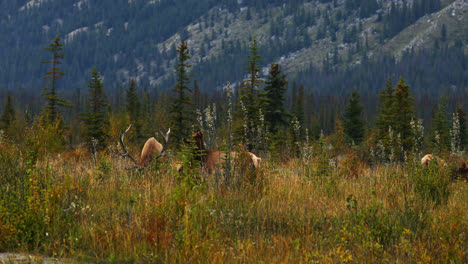 대형 트로피 황소 엘크 (elk) 가 알베르타 (alberta, canada) 의 들판에서 먹이를 먹고 호랑이를 치고 있습니다.