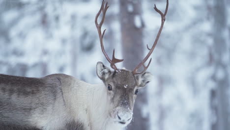 Slowmotion-of-a-reindeer-looking-at-the-camera-and-putting-head-down