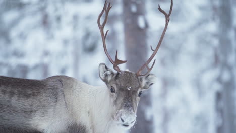 slowmotion of a reindeer looking at the camera and putting head down