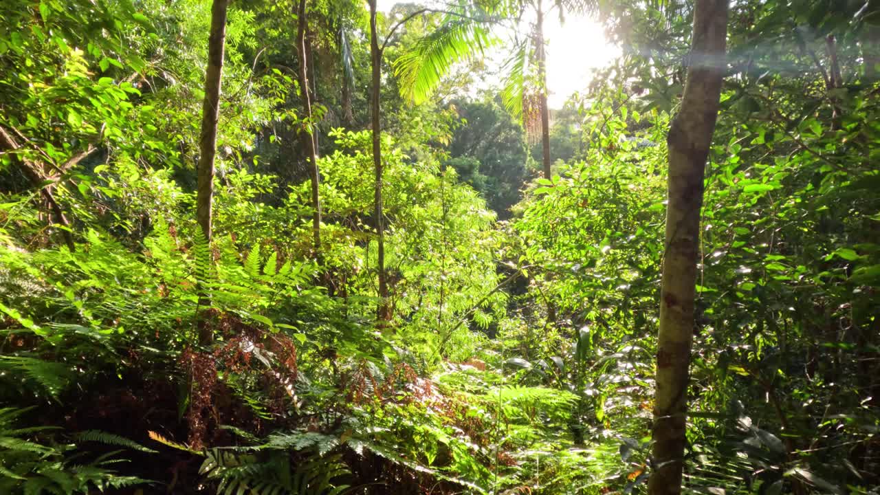 나무 를 통해 빛 이 필터링 되는 울창 한 초록색