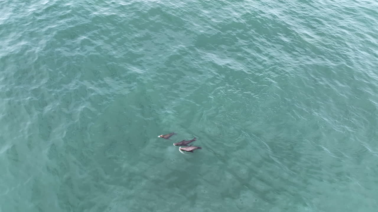 Aerial view of three sea lions, swimming in the ocean, cloudy day in Oregon