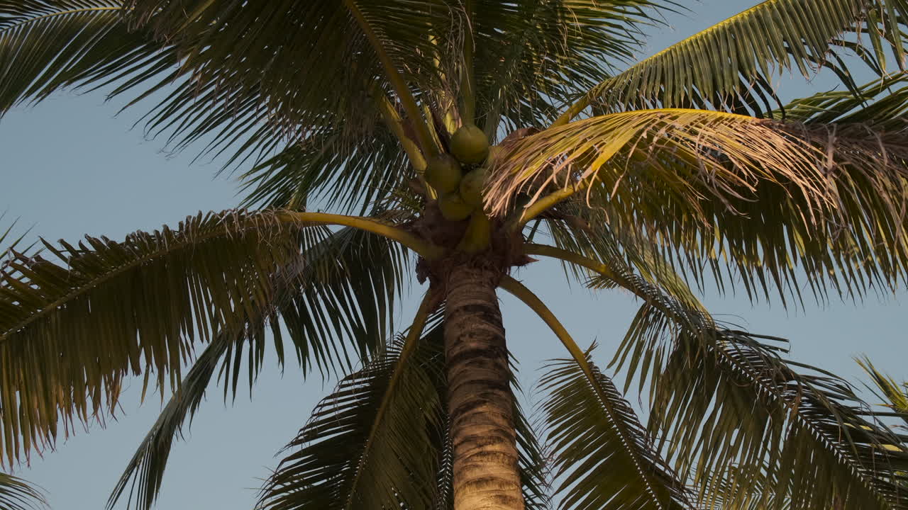 palmera