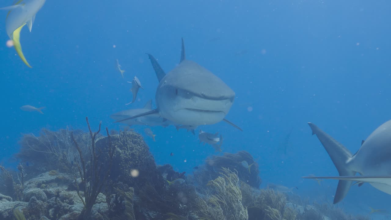 el tiburón tigre nada hacia el buzo para caricias y afecto.