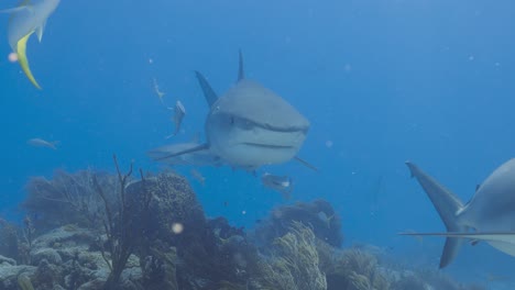 tiger shark swims over to scuba diver for petting and affection