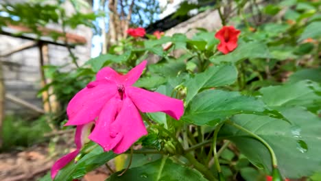 a flowering plant of balsam flower or impatiens balsamina which is pink, its leaves are green