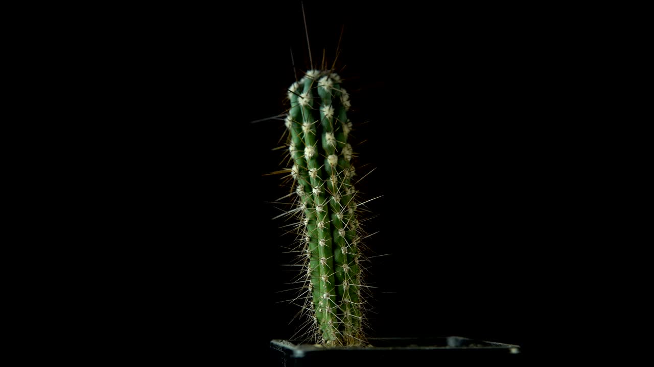 Cactus verde con spine affilate che ruota su sfondo scuro.