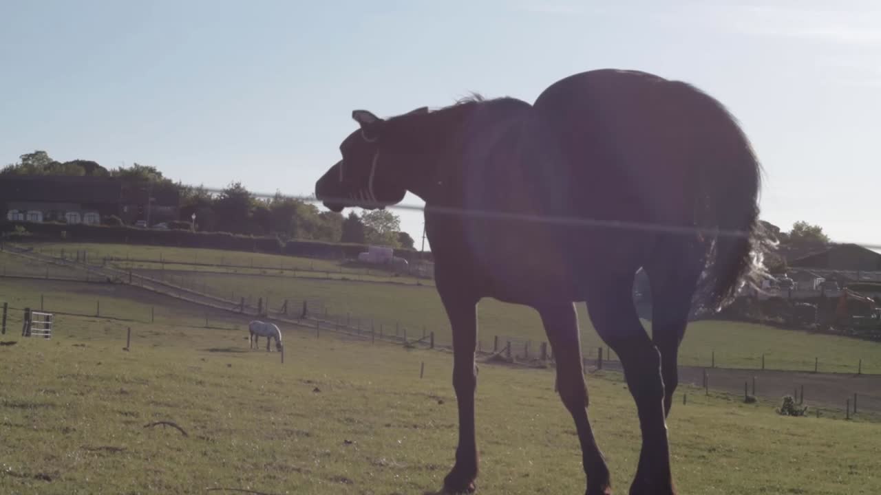 Brown horse grazing in field wide tilting shot