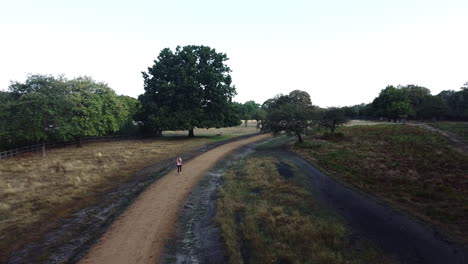 un dron captura la vista aérea de una joven corriendo sola en el parque temprano en la mañana