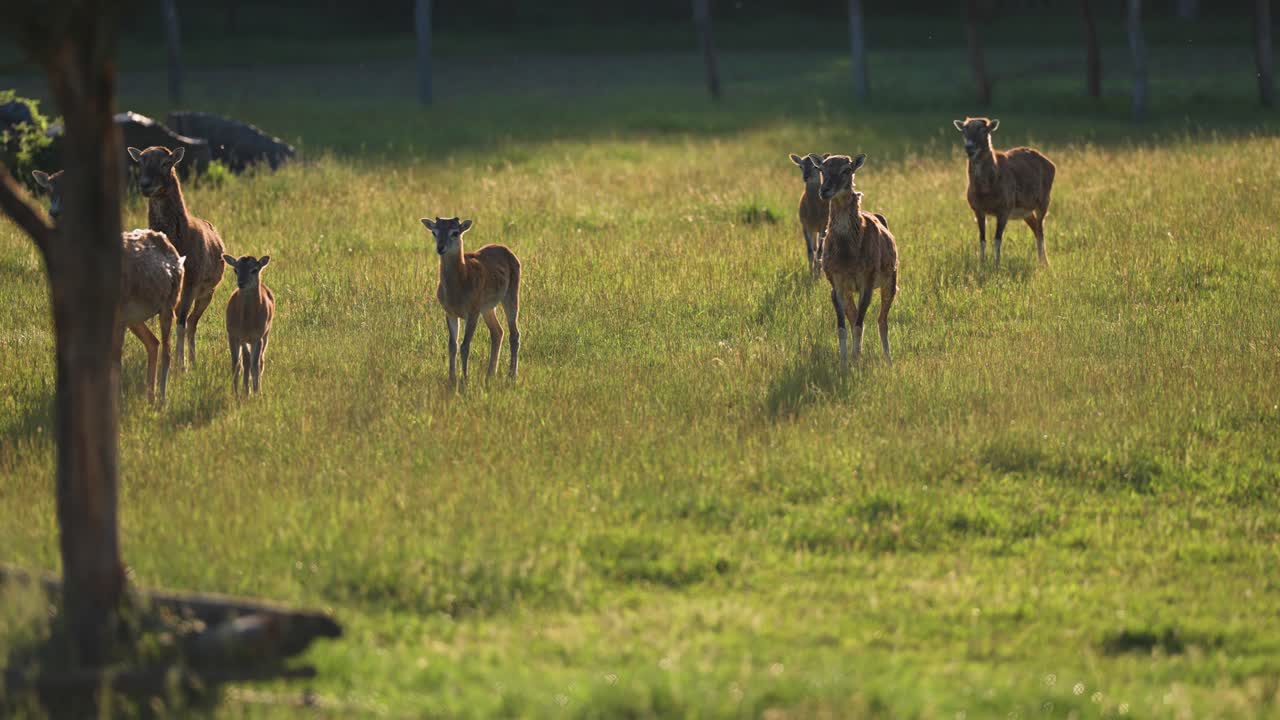 무플론은 천천히 먹이를 먹고 푸른 초원에서 휴식을 취합니다.