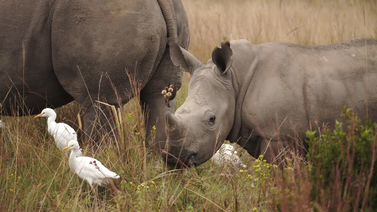 작은 뿔을 가진 아기 코뿔소가 어머니와 함께 나란히 걸어가는 흰 에르제트 무리에서 풀을 뜯어먹는 장면