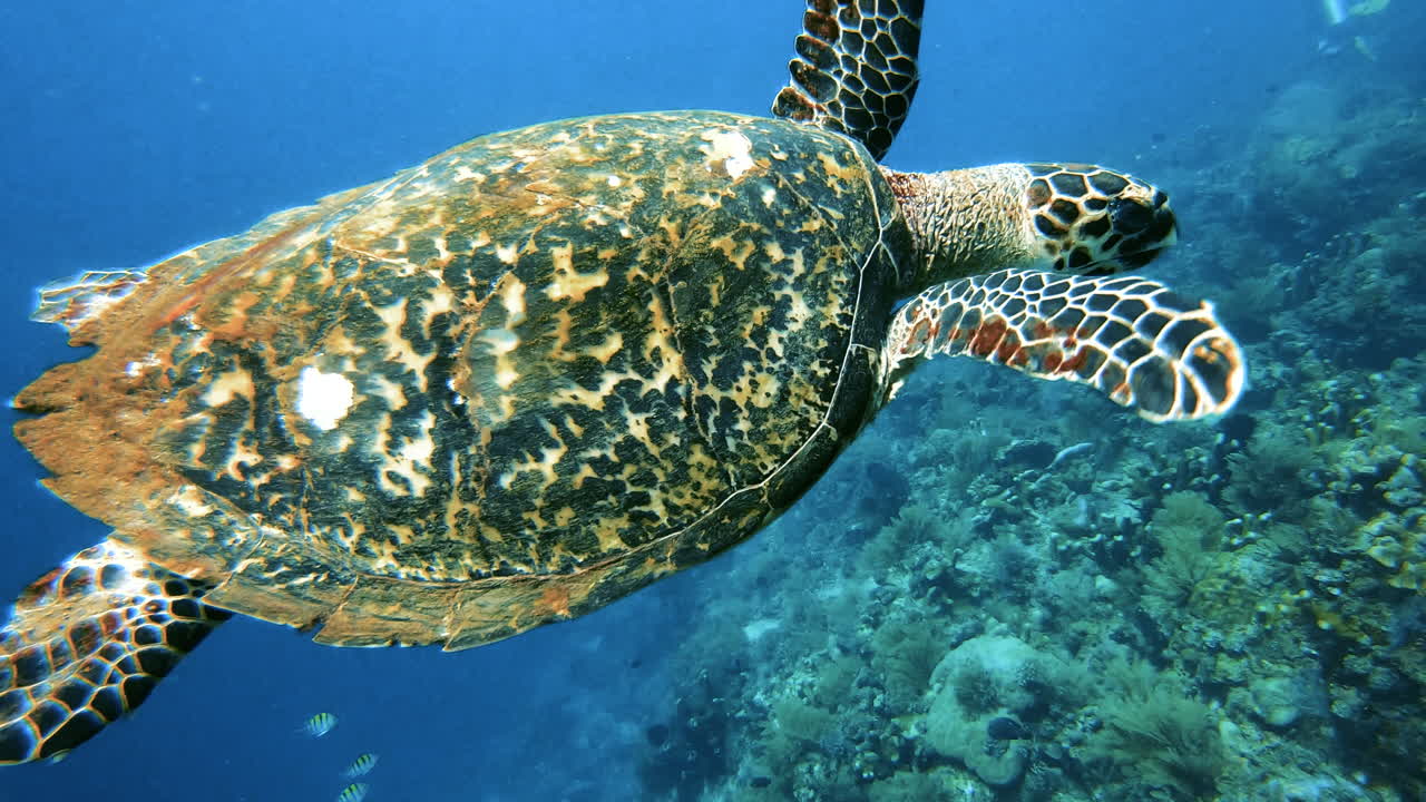 Green sea turtle swimming past and the ultra-blue water of Amed, Bali, Indonesia