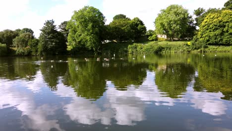 migratory white geese and canadian geese wasing while foraging in a lake inside a public park in mote park, uk
