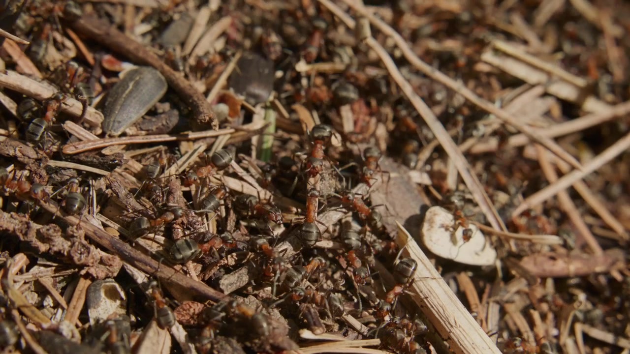 Red ants crawl over dry wood and soil. Tiny insects move quickly in busy colony. Scene shows natural wildlife behavior in outdoor setting. Footage ideal for nature, biology, or environmental projects