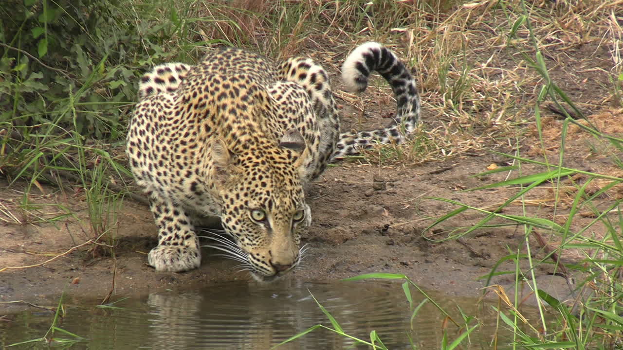agua potable de leopardo en el desierto de la sabana africana