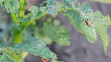 a group of colorado potato beetles eat potato leaves a group of colorado potato beetles eat potato leaves beetle parasites destroy potato crops in the field potato industry agriculture