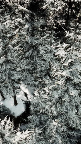 snowy forest in winter