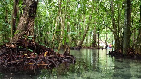 kayakers navigate serene, clear water amidst mangroves