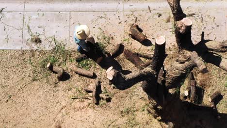 Antena-Directamente-Encima-De-Un-Hombre-Que-Intenta-Mover-Una-Parte-Pesada-De-Una-Rama-Cortada-De-Debajo-De-Los-Restos-De-Un-árbol-De-Mezquite-Que-Alguna-Vez-Fue-Grande,-Scottsdale,-Arizona