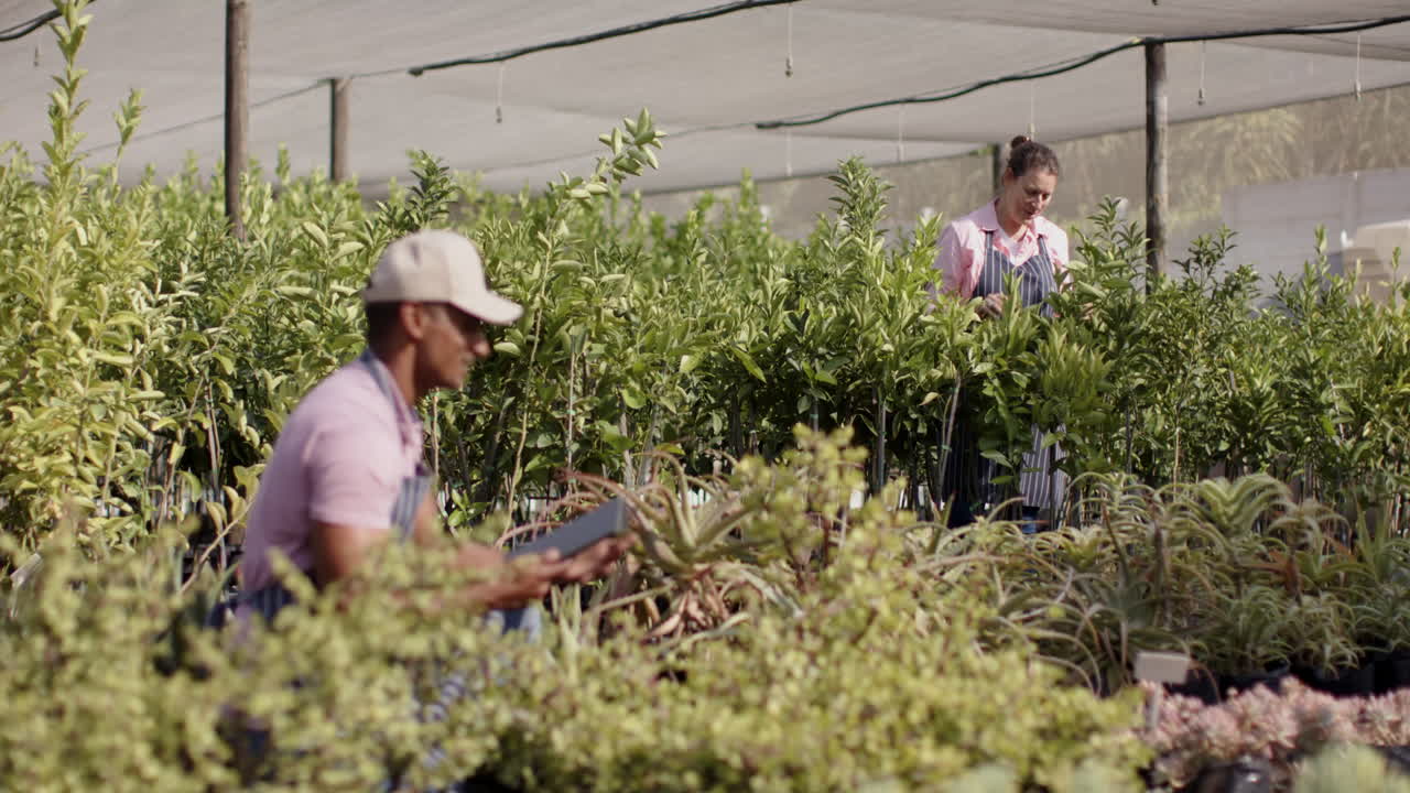 Gardening in nursery, diverse workers tending plants and using tablet for inventory, in greenhouse