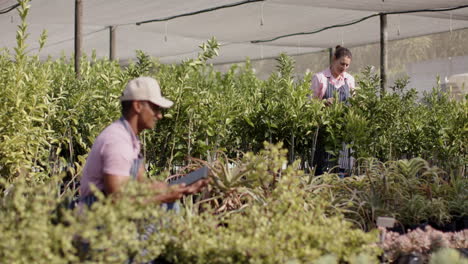 gardening in nursery, diverse workers tending plants and using tablet for inventory, in greenhouse