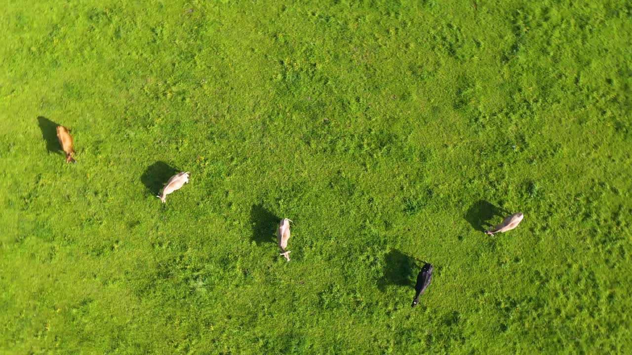 독일의 거대한 푸른 잔디밭에서 소 떼와 소떼 위로 드론이 솟아오르고 회전한다