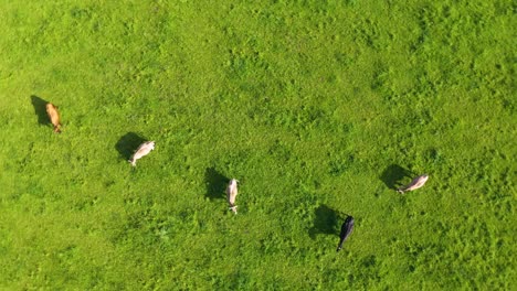 drone rising and spinning above herd of cows and cattle huge green grass field in germany