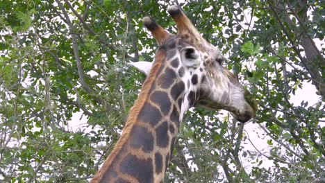 majestic giraffe stretches neck to feed on acacia leaves in natural habitat. dappled sunlight filters through dense green canopy creating peaceful african wilderness scene