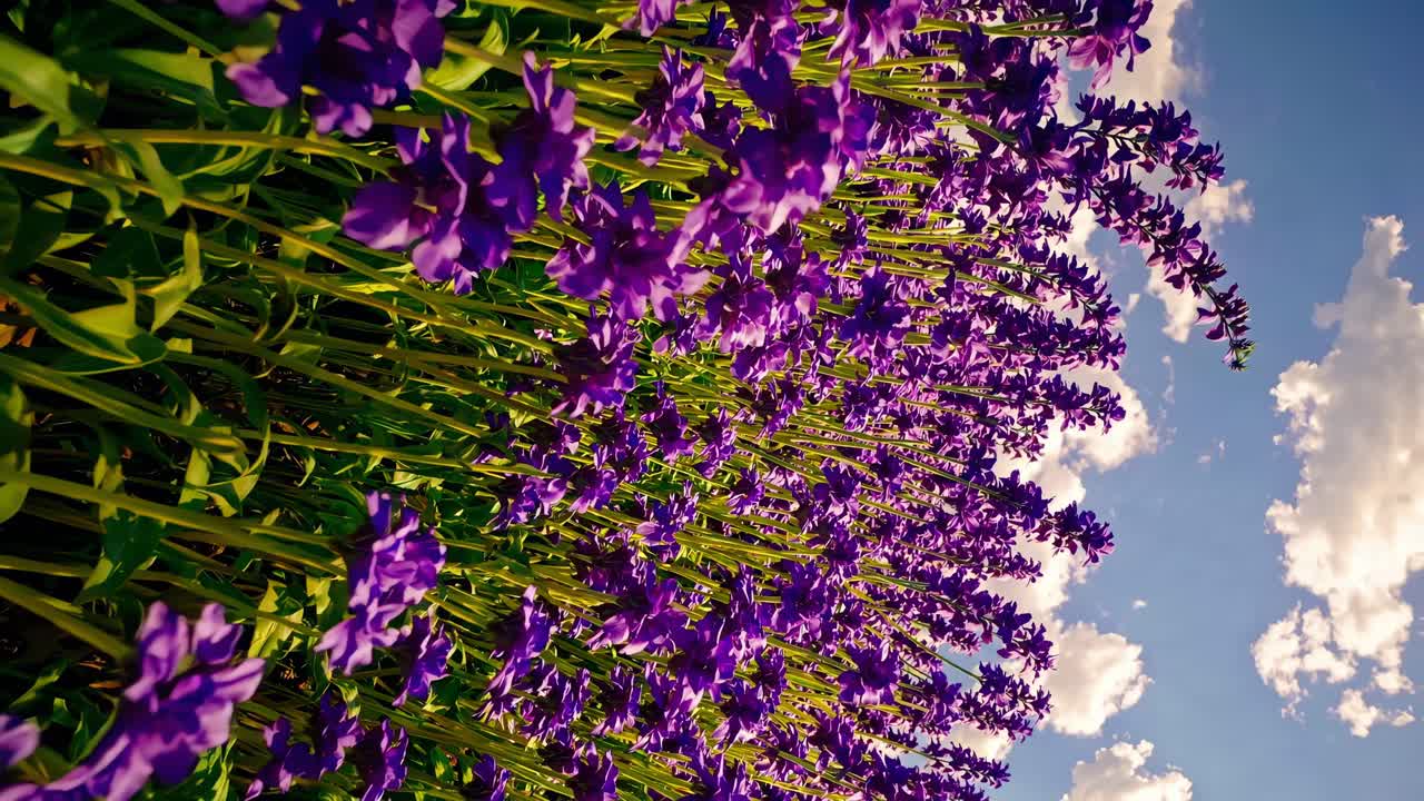 Video dinamico dal basso angolo di fiori viola vivaci su sfondo di cielo blu con nuvole, che cattura un'immagine fresca