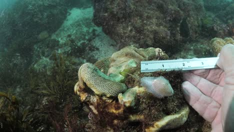 a scuba diver taking measurement and data collection on a sea creature in the ocean underwater