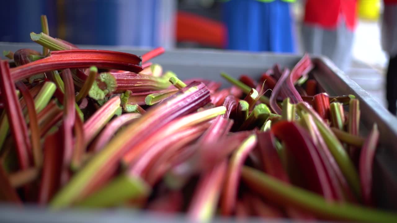 Slow-motion close up of harvested Rhubarb in a container