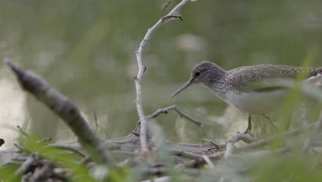 Profile-shot-Wood-Sandpiper-Tringa-glareola-walking-carefully-through-branches