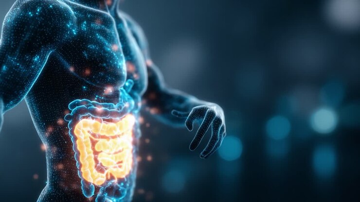 A Glimpse into the Human Digestive System: Artistic Visuals Highlighting the Anatomy and Functionality of the Intestines and Surrounding Organs