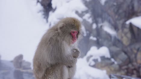 lonely snow monkey huddling in the cold winter weather of nagano, japan