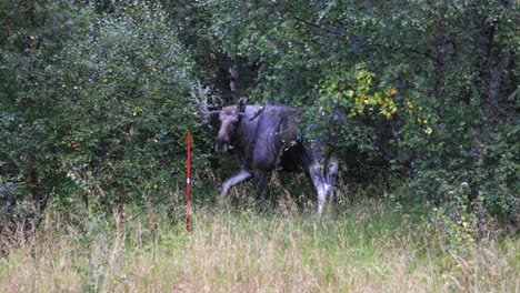 disparo en cámara lenta de alces machos distintivos descansando en la naturaleza salvaje, noruega