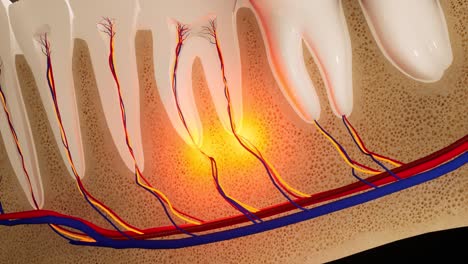 dolor de dientes. sección anatómica detallada de los dientes. inflamación del nervio. animación en 3d