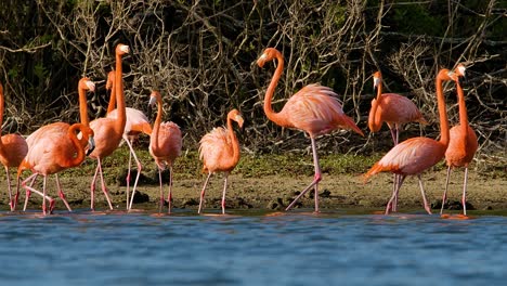 los flamencos serpentean y caminan reuniéndose con sus crías para alimentarse en el borde del bosque de manglares.