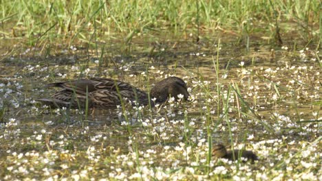 母アヒルと赤ちゃんが花で満たされた池で食料を探しています