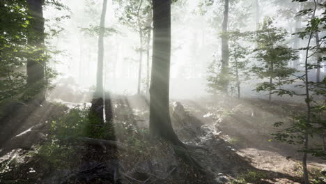 Rising-sun-falls-into-the-deciduous-forest-on-a-foggy-summer-morning