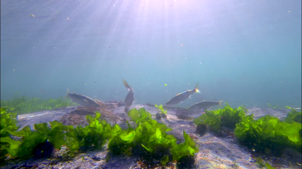 Mullet fish feeding on bait off rocky Atlantic seabed with green seaweed